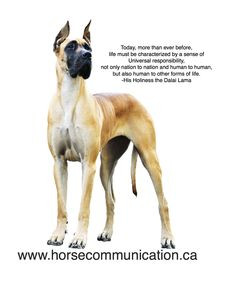 Dalai+Lama+Quotes+On+Animals | dalai lama quote | Horse & Animal ...