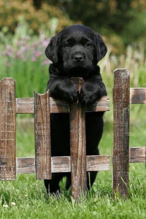 admin Pictures 7 cute , fences , puppies