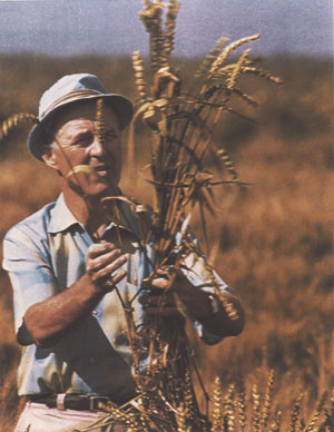 Borlaug succeeded in creating a high-yielding, short-strawed, disease ...