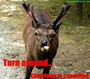 Funny Animal Pictures Quotes Xmas Comment Picture 400x351