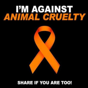 Stop Animal cruelty Please repin to ur board with most followers