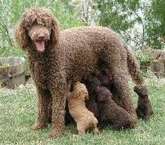 Standard Poodle - Unclipped
