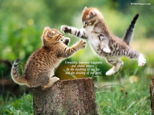 To download click on Cute Kittens Friendship Day Quotes Images then ...