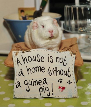 not a home without a guinea pig! Guinea Pig House, Guinea Pigs Quotes ...