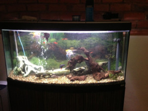 tropical fish tank full set up 80 posted 1 year ago for sale fish
