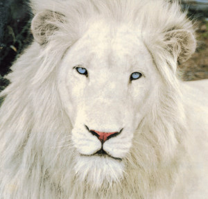 Thor (above) is the father of Nyanga, a white lion who killed a ...