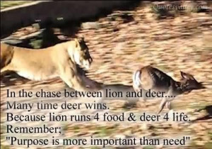 In the chase between lion and deer quote