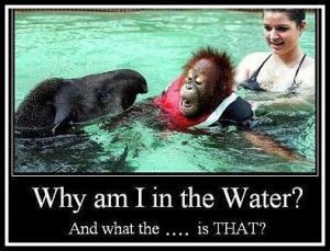 funny-pictures-animals-monkey-swim.jpg