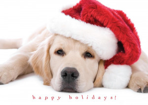 Cute Puppy Holiday - Christmas Cards from CardsDirect