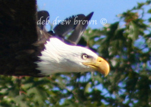 Free Download Who Has Eagle...