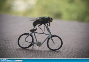 Fly biking
