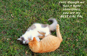cat friendship quotes