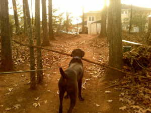 Dilemma Of a Dog Wanting To Bring Home The Biggest Stick In The Forest