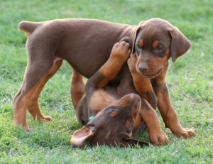 See more Cute little Dobermans puppies playing together