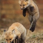 cute-animals-baby-fox-picture-funny-i-got-this-quote-pics-image ...