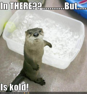 Funny Otter picture for desktop