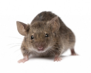 Rat Catcher - Trojan Pest Control Luton
