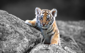 Cute Tiger Pictures Biography