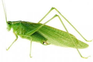 Green Grasshopper Green grasshopper picture
