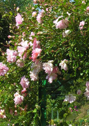 What they got is something quite different, but I think more ...