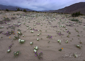 Desert Flowers and Rain, Anza-Borrego State Park, California Desert
