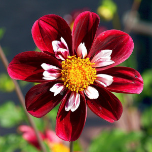 Re: Colourfull Dahlia's