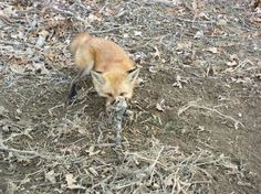 Fox cub caught in a trap.
