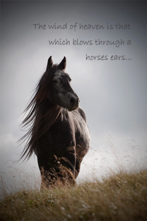 Horse quote, inspirational quotation, horse photography with quote ...