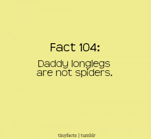 Daddy long legs are not spiders. – Fact Quote