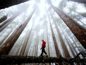 Hiking Olympic National Park .. You’re gonna be AMAZED