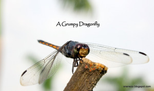 Words in Picture 19 - Jolly Dragonfly