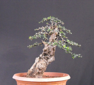 olive tree bonsai