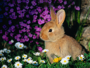 Cute Easter Bunny Quotes Cute_easter_bunny_photo