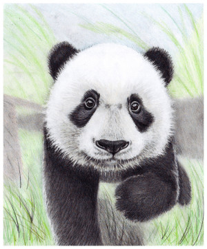 Baby Panda Drawings