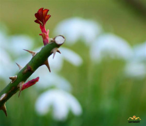 Optimism Through Rose Thorns