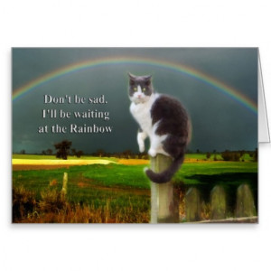 Sympathy - Loss of Pet Cat Greeting Cards