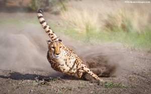 Running Cheetah Images, Pictures, Photos, HD Wallpapers