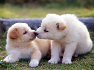 Cute Funny Puppies Wallpapers