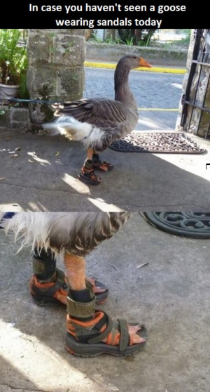 funny picture goose sandals wanna joke.com