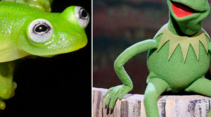 Kermit the Frog is ‘real,’ lives in Costa Rica