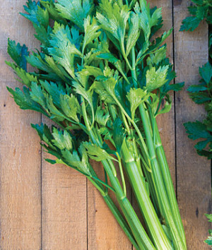 Celery, Tango Hybrid