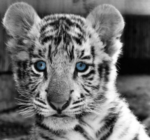 Baby White Tigers with Blue Eyes