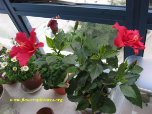 Hibiscus Syriacus Flower Tea Red Luna Videos Freezer Picture picture