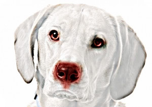 Albino Labrador Image