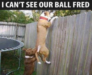... Funny Animals // Tags: Funny dogs - Looking over fence // April, 2013
