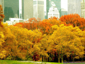 New York Autumn Screensaver