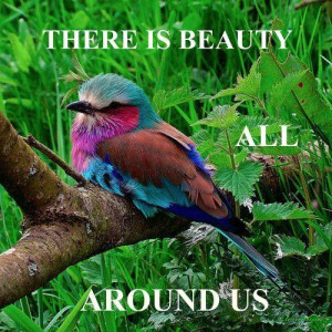 there Is Beauty All Around Us
