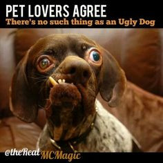 Pet lovers agree ....there's no such thing as an ugly dog.♥ More
