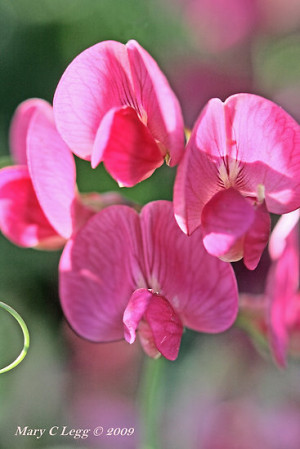 Sweet Pea Flowers And Quote