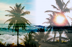 summer trees sun beach sea palm trees palm